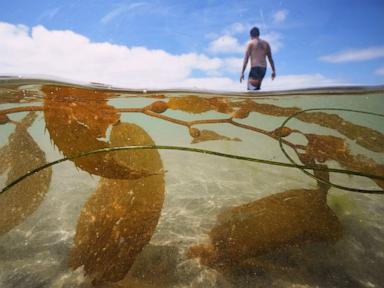Why America's Massive New Kelp Farm Is Financial Theater