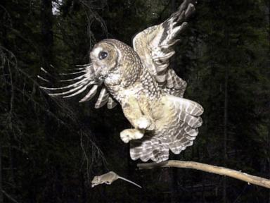 Trump administration allows inadvertent killing of endangered species