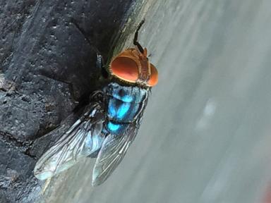 Two more Texas screwworm infections found in animals far apart, USDA says