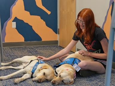 Therapy dogs bring calm and joy to students after shooting at Colorado high school