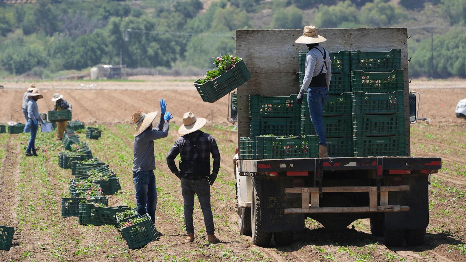 Trump curbs immigration enforcement at farms, meatpacking plants, hotels and restaurants