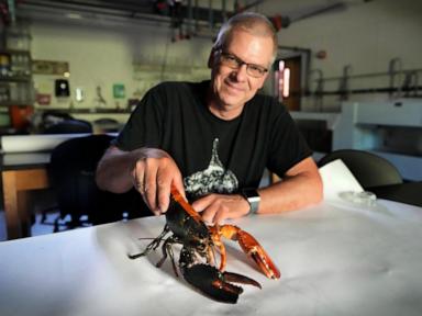 Just how rare is a rare-colored lobster? Scientists say answer could be under the shell