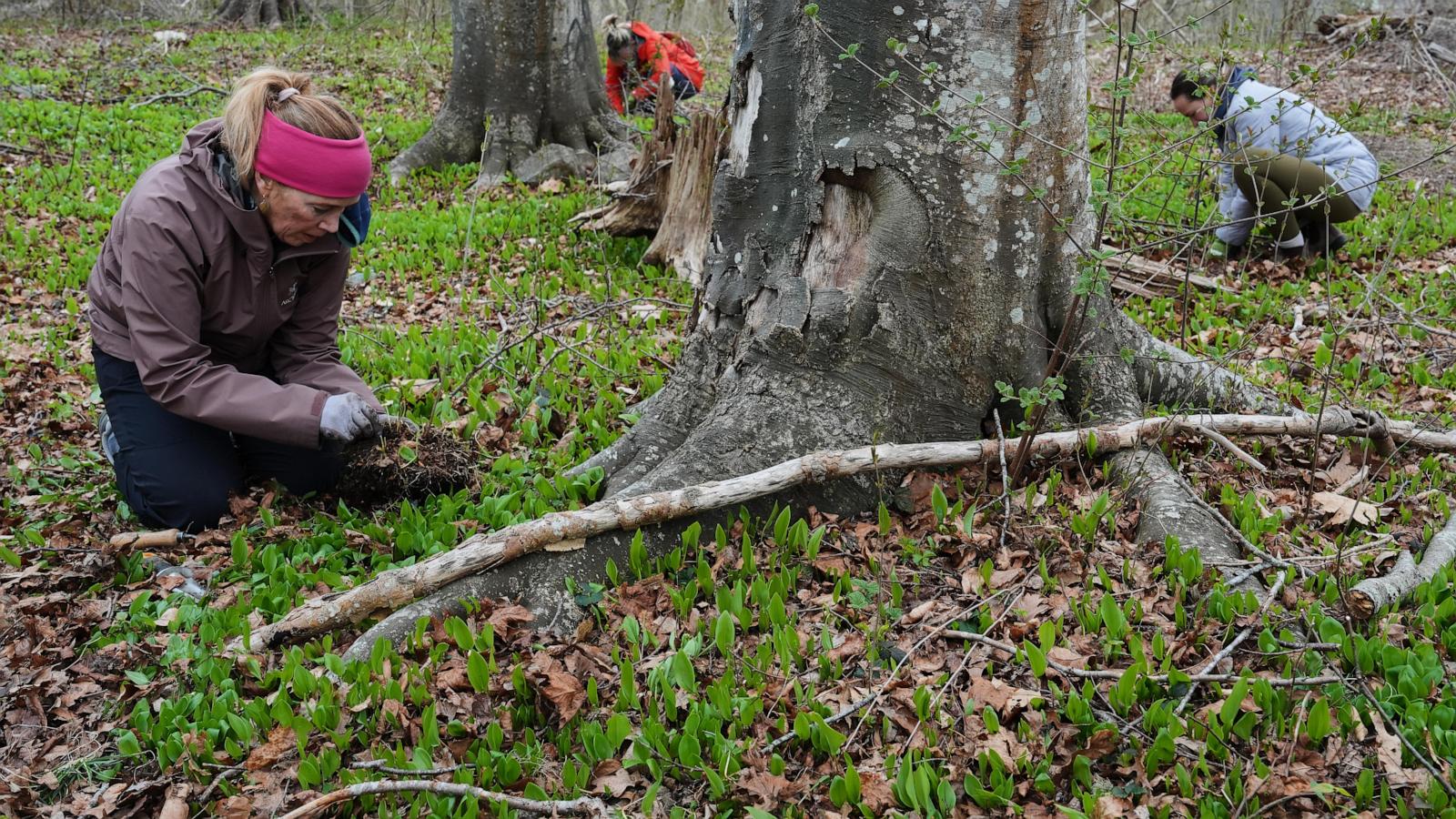 Volunteers work to expand the magic, healthy reach to trees