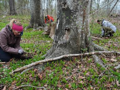 Volunteers work to expand the magic, healthy reach to trees
