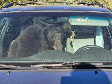 Parched summer in Rockies sends bears into urban areas and confrontations with people