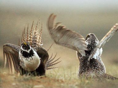 US to tighten restrictions on energy development to protect struggling sage grouse