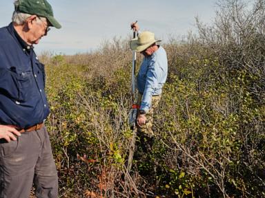 In North Carolina, a race is on to restore critical peatland before it dries up or is destroyed