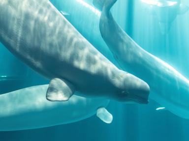 Another beluga whale dies at Chicago aquarium after rescue mission from Canada park