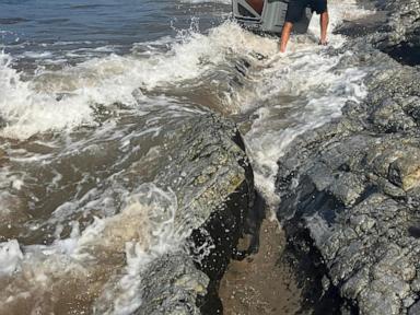 Sea lions are stranding themselves on California's coast with signs of poisoning by harmful algae