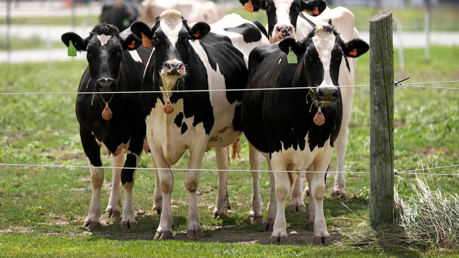 Second type of bird flu detected in US dairy cows