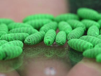 Why the Screwworm Panic in Texas is Missing the Real Danger