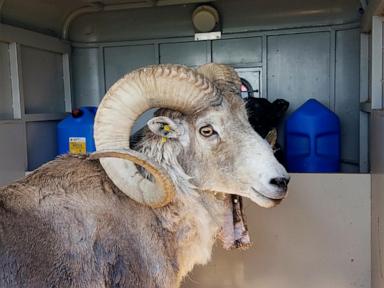 Montana man gets 6 months in prison for cloning giant sheep and breeding it