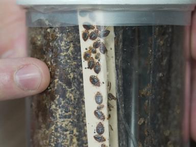 The Hidden Bedbug Economy Driving Outbreaks Underground