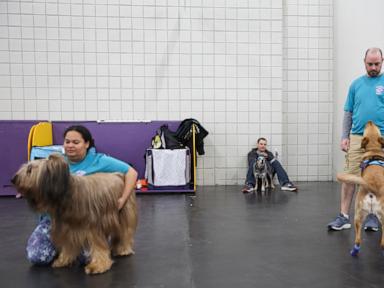 Call it the Dog Bowl. Westminster show's canine athletes get their piece of Super Bowl weekend