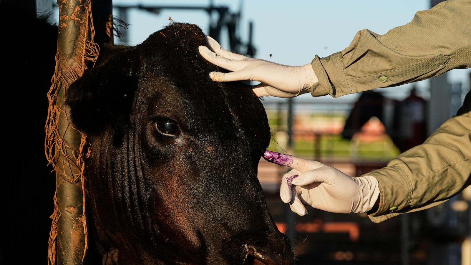 Mexico resumes livestock sales to US under tight controls over screwworm risk