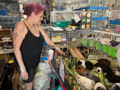 Hundreds of guinea pigs fill Massachusetts sanctuary with squeals, purrs and lots of love