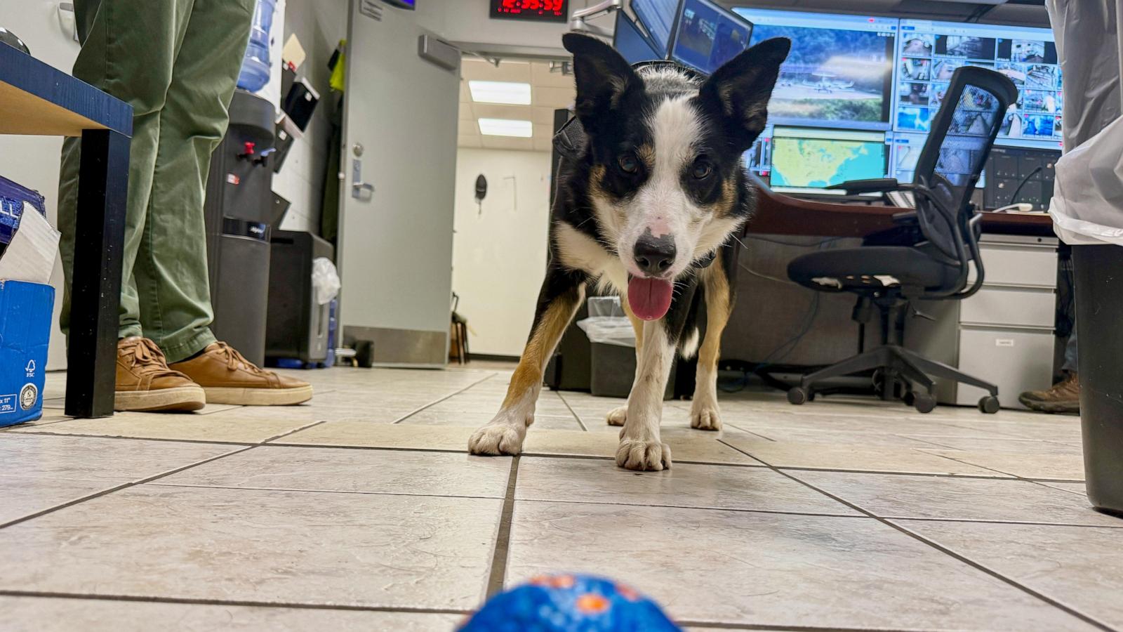 Meet Hercules and Ned, the border collies fending off wildlife at West Virginia’s busiest airport