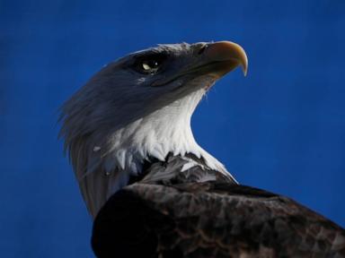 American bald eagles are having a moment, ecologically and culturally