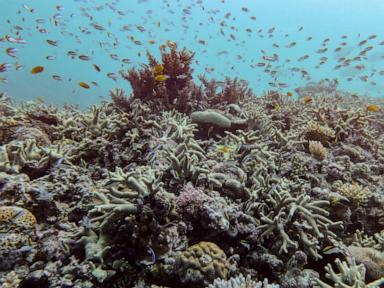 Image from linked report: Almost all coral reef ecosystems face risk of collapse in 50 years, study warns