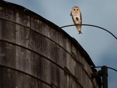 A rare family of barn owls moved into Manhattan's Upper West Side. New Yorkers are captivated