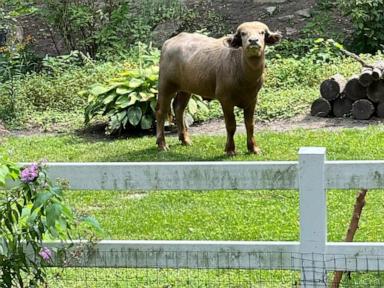 Water buffalo corralled days after it escaped in Iowa suburb and was shot by police