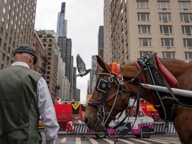 Facing a ban on horse-drawn carriages, Central Park's drivers fear for livelihoods