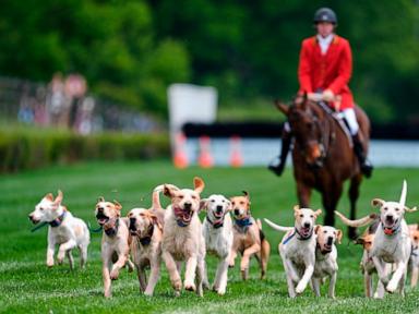 At the Iroquois Steeplechase, the foxhounds kick off the horse races with a howling fun dog parade