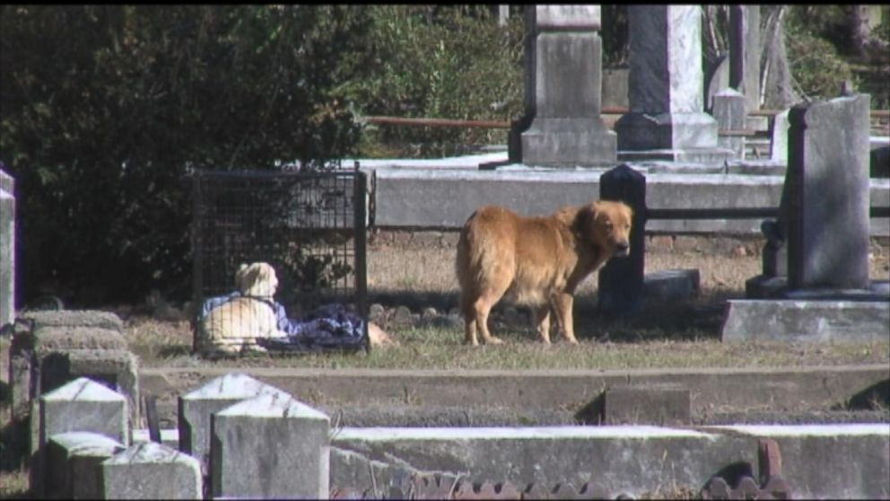 Is it ok to take a dog to a cemetery