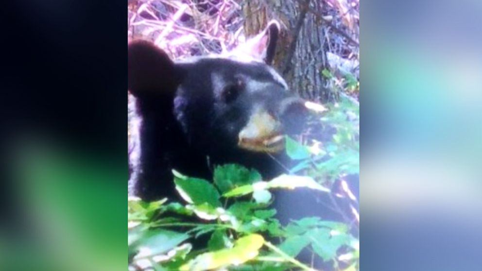 'Here He Comes!': Woman Makes Dramatic 911 Call After Bear Attack - ABC ...