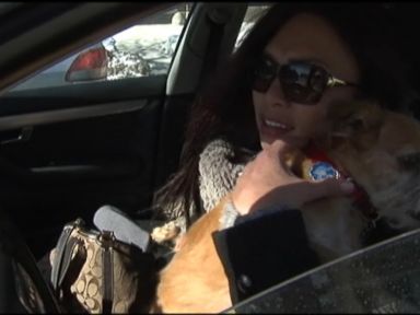 VIDEO:The seven stolen pets were found safe inside the minivan that was stolen at gunpoint.