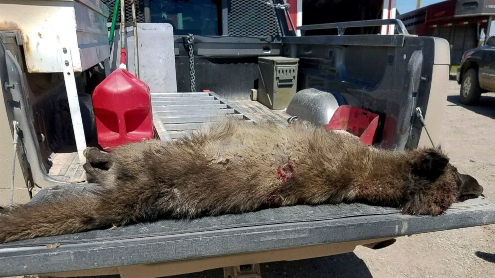 PHOTO: This undated photo provided by the Montana Fish, Wildlife and Parks, on May 25, 2018, shows a wolf-like animal that was shot on May 16, 2018, after it was spotted in a private pasture with livestock near Denton, Mont.