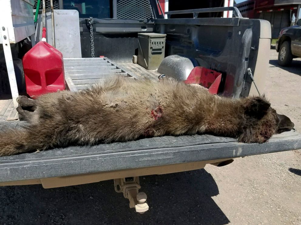 Large, mysterious wolf-like creature shot in Montana has finally been  identified - ABC News
