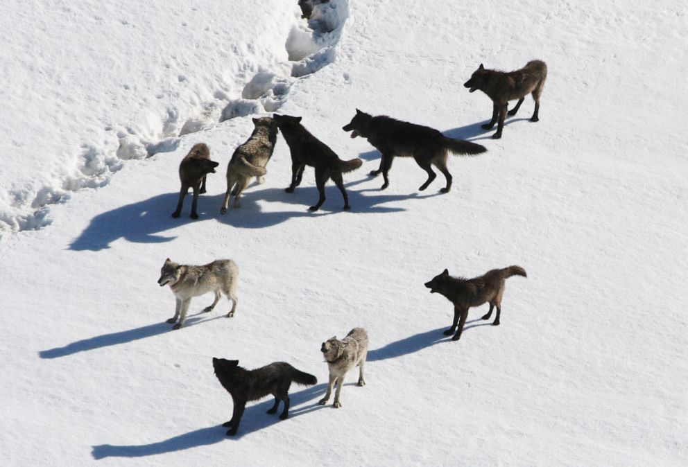 Photo: Nine wolves socialize on hard snow in Yellowstone National Park on November 21, 2019. 