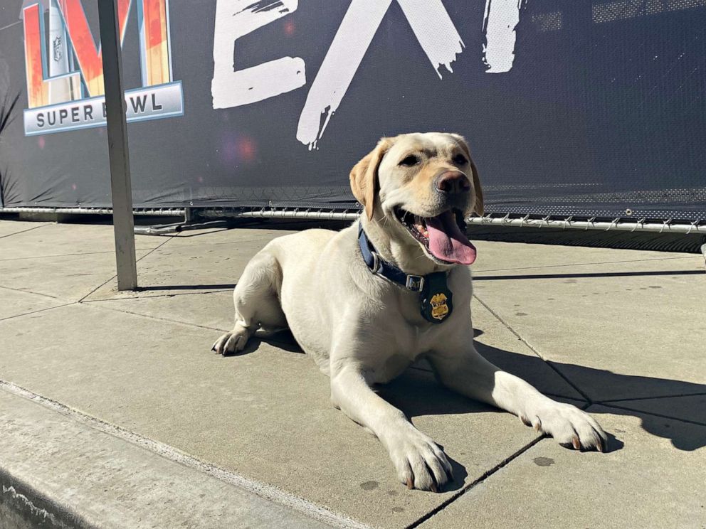 PHOTO: Wolfgang the three year old ATF bomb sniffing dog from Denver, Colo. sits outside of the Super Bowl Experience in Los Angeles.