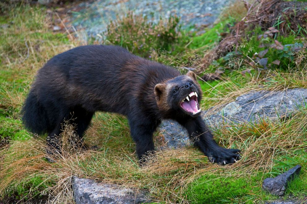 PHOTO: An aggressive wolverine shows its teeth on the subarctic tundra in Sweden.