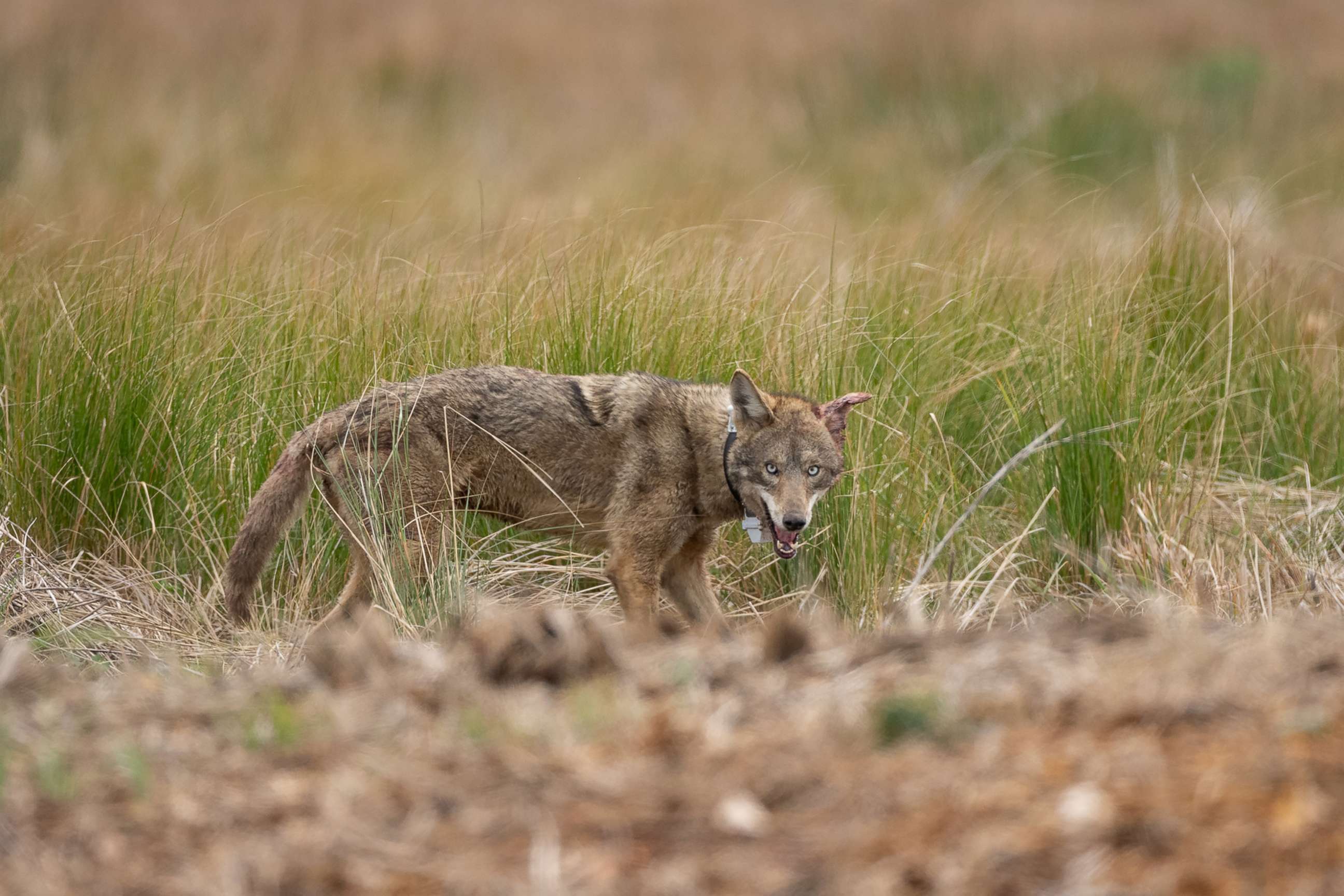 PHOTO: A large young male coyote captured by Dr. Joey Hinton in the marsh country of Louisiana looks back after being collared and released.