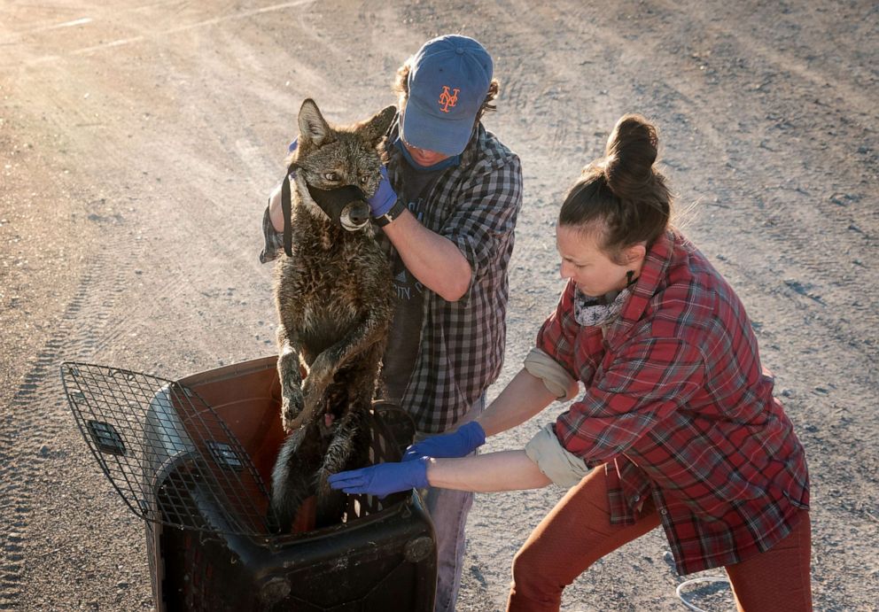 PHOTO: Dr. Joey Hinton and Dr. Kristen Brzeski prepare to collar and process a Louisiana Coastal Coyote for their study that explores Red Wolf Ancestry.