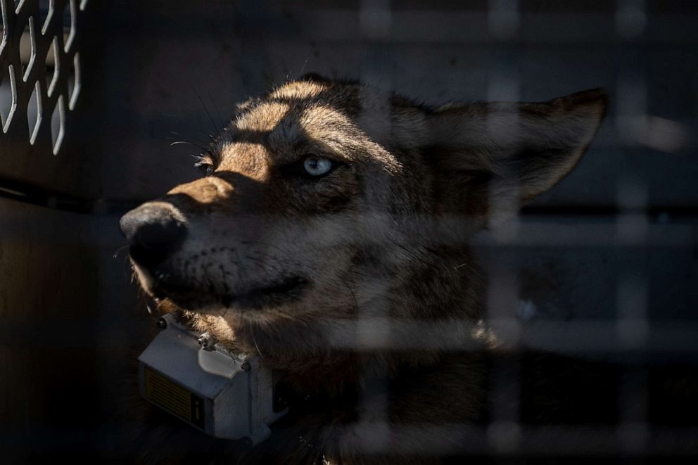 PHOTO: LA04F, a coastal Louisiana marsh coyote, waits for her release after being collared for the Gulf Coast Canine Project study. The project strives to understand these unique canids that harbor extirpated Red Wolf ancestry.