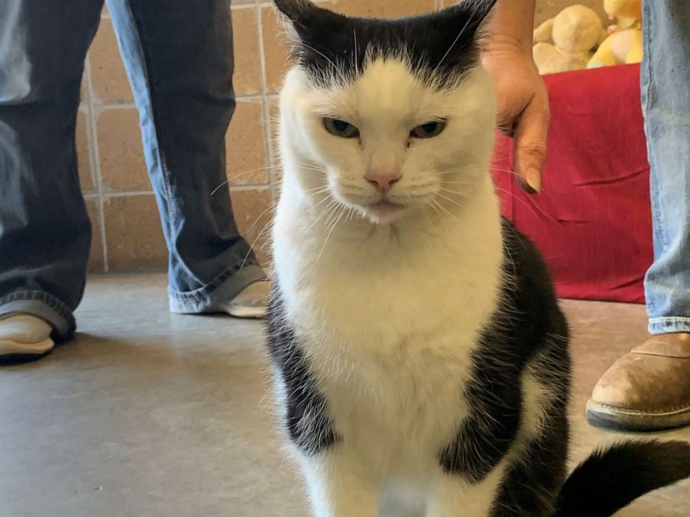PHOTO: Perdita was dubbed the "World's Worst Cat" by Mitchell County Animal Rescue in North Carolina, in a notice that she was available for adoption posted to Facebook on Jan. 22, 2020.