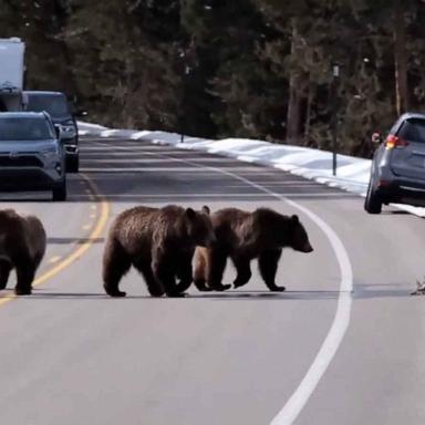 A new Instagram filter will allow Jackson Hole, Wyoming, visitors to interact with nature while keeping a safe distance from wildlife. 