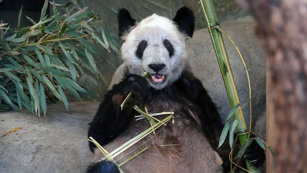 PHOTO: Ya Ya the giant panda began its trip to China on Wednesday from the Memphis Zoo, where it has spent the past 20 years as part of a loan agreement.