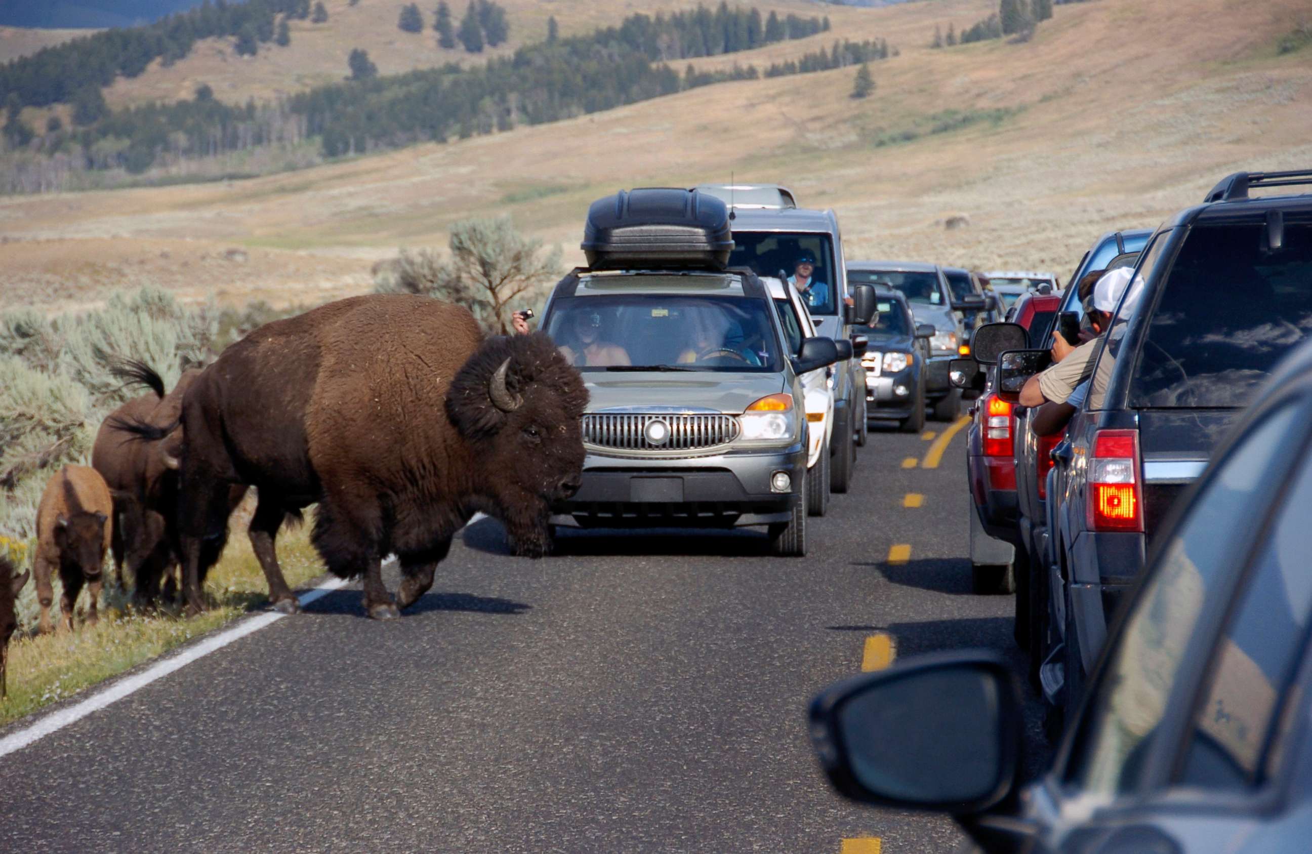 PHOTO: A large bison blocks traffic as tourists take photos of the animals in the Lamar Valley of Yellowstone National Park, Aug. 3, 2016.