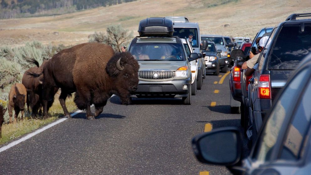 PHOTO: A large bison blocks traffic as tourists take photos of the animals in the Lamar Valley of Yellowstone National Park, Aug. 3, 2016.