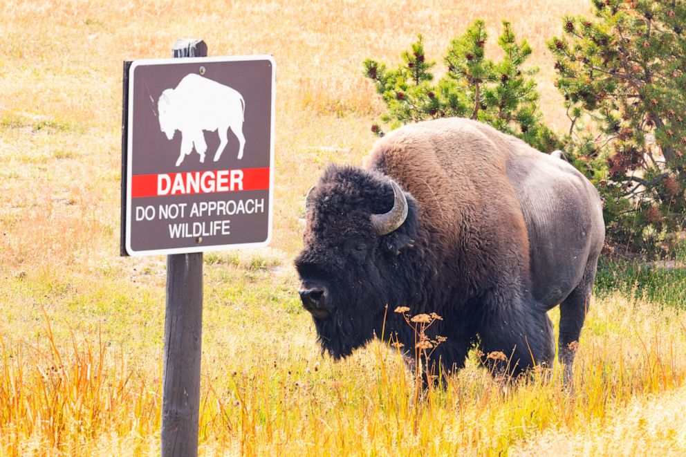 PHOTO: A bison and danger sign are seen in Yellowstone National Park.