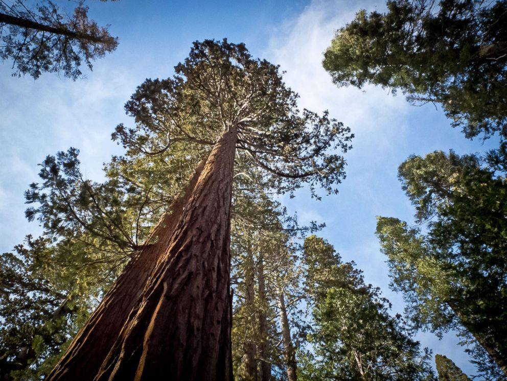 PHOTO: A file picture taken March 8, 2014 shows a Giant Sequoia (Sequoiadendron giganteum) at Yosemite National Park.
