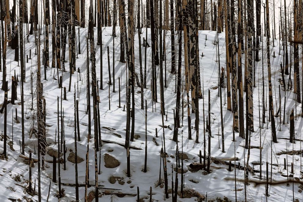 PHOTO: FILE - Burned trees and snow covered ground are seen in Yosemite National Park in Calif, Feb. 16, 2023.