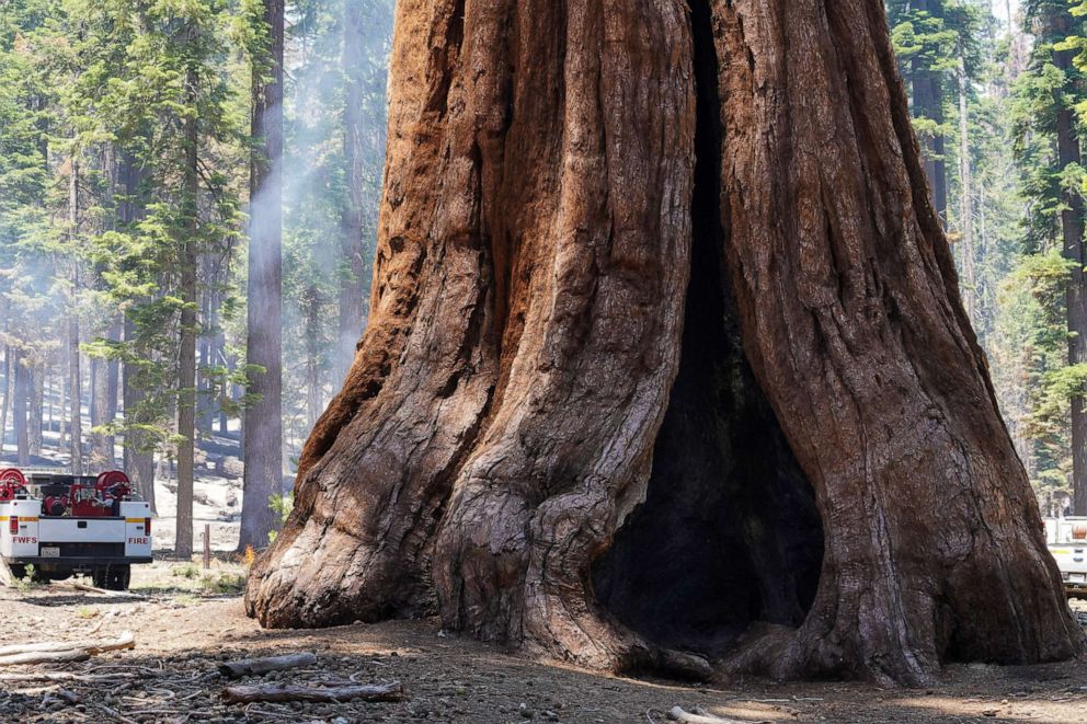 PHOTO: A giant sequoia in the Mariposa Grove remains unscathed in the Washburn Fire that is burning in Yosemite National Park near Wawona, California, July 11, 2022.