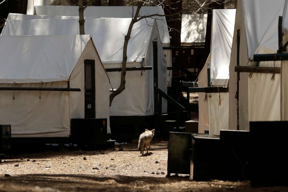 PHOTO: A coyote wanders around Curry Village in Yosemite National Park on April 11, 2020.