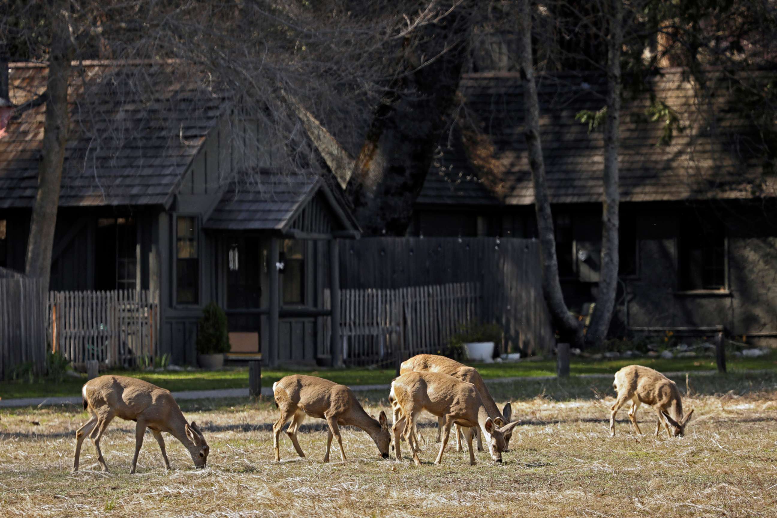 PHOTO: Deer feed in Yosemite National Park on April 11, 2020.