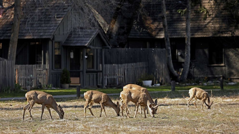 PHOTO: Deer feed in Yosemite National Park on April 11, 2020.